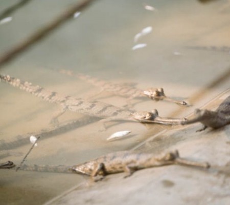 Baby Crocodiles