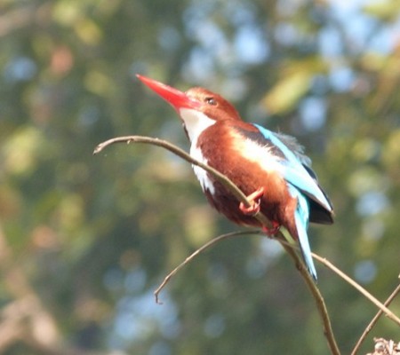 Kingfisher Bird