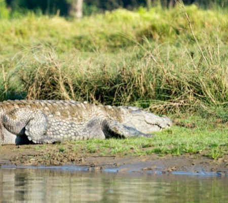 Side close up of a extremely large crocodile on the banks of the river, in Chitwan National Park