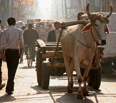 A man riding an empty Ox cart in Chandni Chowk