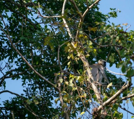 White-headed Langur (Monkey)