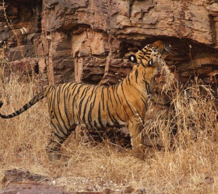 Tiger at Ranthambore National Park