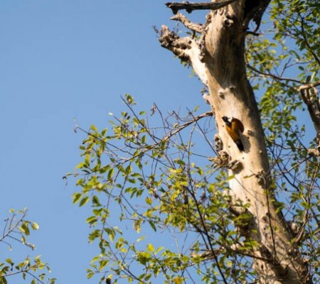 A yellow woodpecker makes its characteristic hole in a tree while enjoying